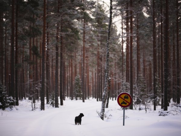 Hund i vinterskog