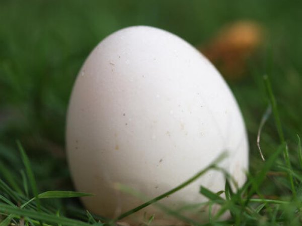 Ankägg