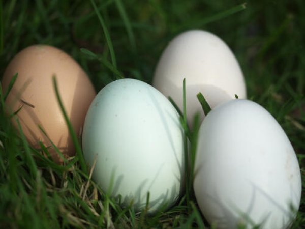 Hönsägg
