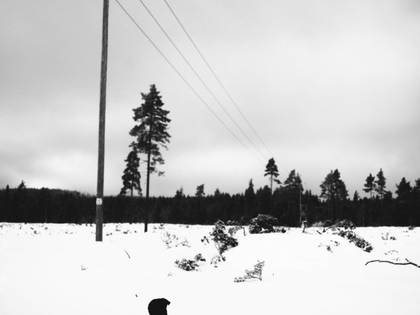 Vinterlandskap i svartvitt