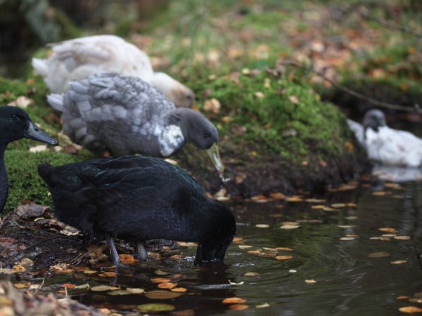 Svensk blå anka dricker ur skogsbäck