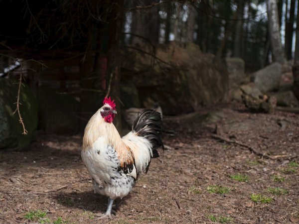 Tupp på gårdsplanen