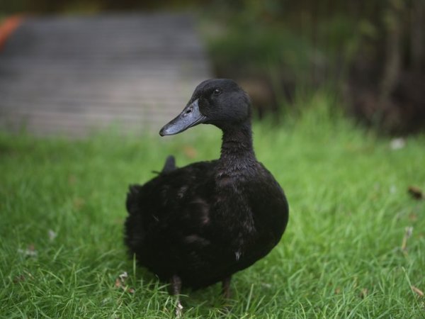 Svensk blå anka i svart variant på gårdsgräsmattan
