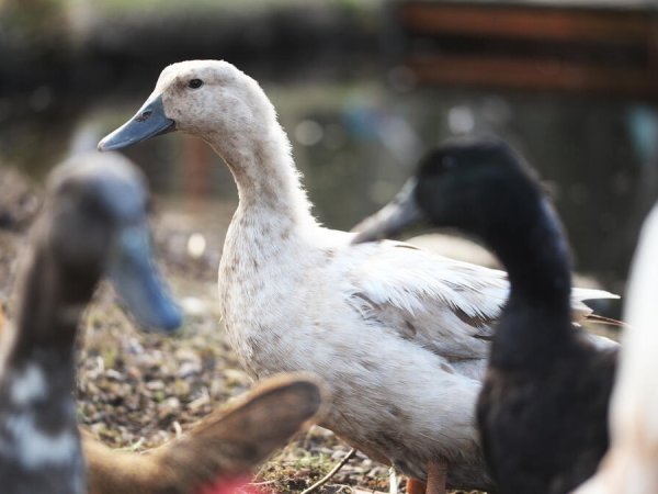 Svensk blå anka i vitt och svart vid naturdammen med tupp i bakgrunden