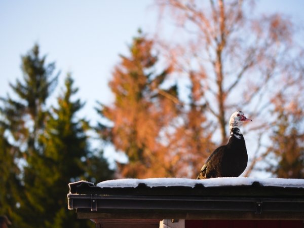 Anka på taket i kvällsljus