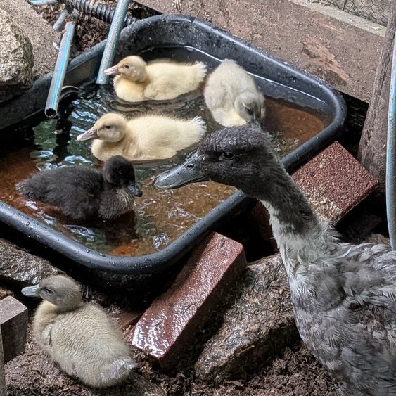 Älling av svensk blå anka badar i vattenbalja på gården